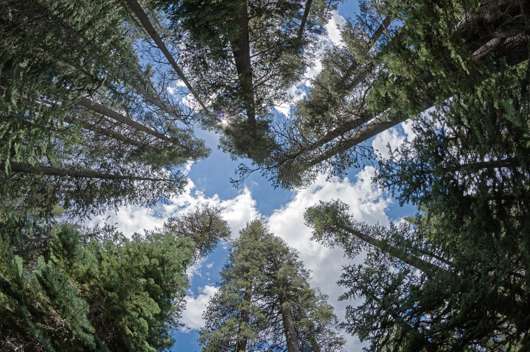 Looking up in Pine Forest